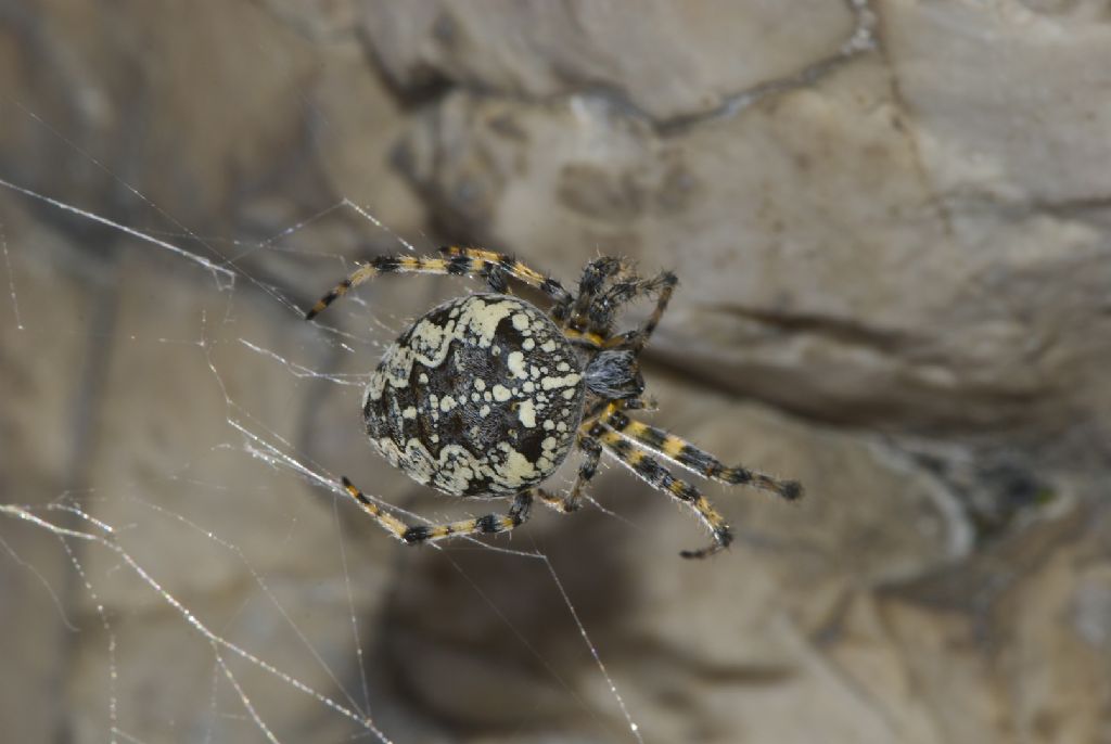 Araneus diadematus - Altopiano Asiago (VI)